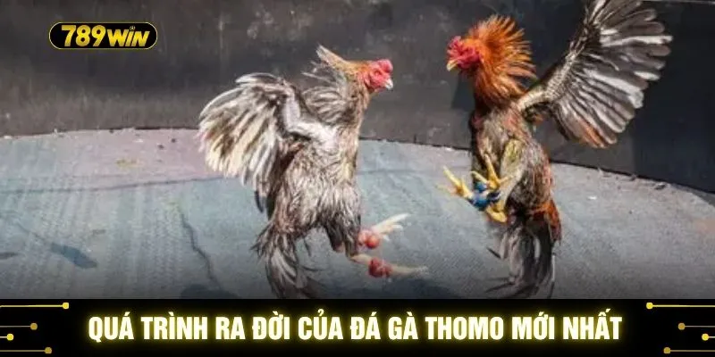 Đá Gà Thomo Mới Nhất 789WIN - Trận Kê Dẫn Đầu Xu Hướng 2 Quá trình ra đời của đá gà Thomo mới nhất